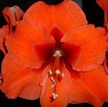rode amaryllis